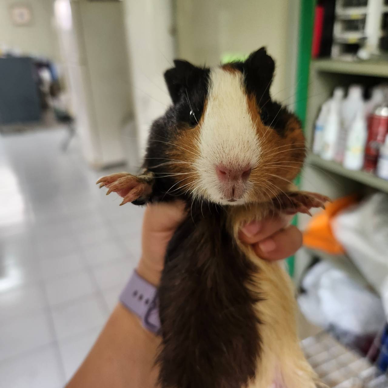 한국야생동물보호협회_441393202301195